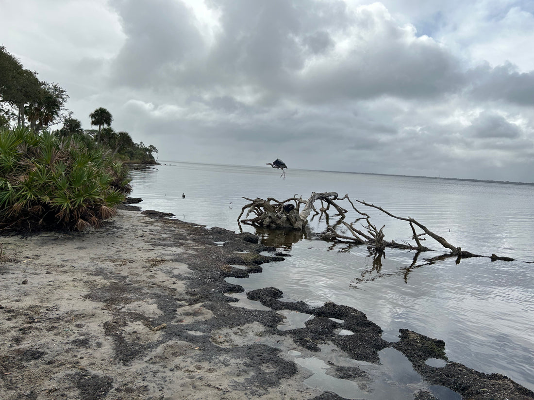 Pine Island Conservation Area