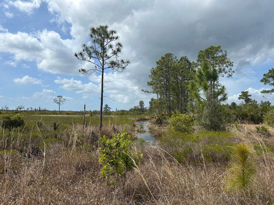 North Buck Lake Scrub Sanctuary